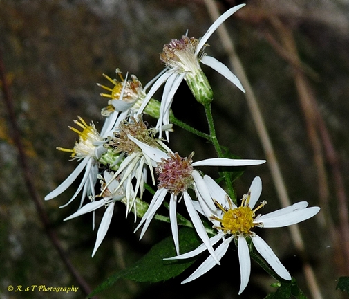 {Eurybia divaricata}